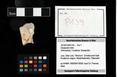 Foto (Objekt + Etikett) von Decapoda indet.  (NHMW-GEO-2014-0194-0139)